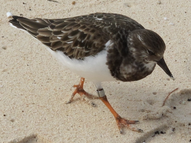 Day6 - 11 tagged bird 20-Jan-2010